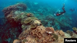Peter Gash (L), owner and manager of the Lady Elliot Island Eco Resort, snorkels with Oliver Lanyon and Lewis Marshall, Senior Rangers in the Great Barrier Reef region for the Queenlsand Parks and Wildlife Service, during an inspection of the reef's condi
