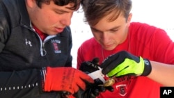 St. Stanislaus HIgh School seniors Dayton Hall (L) and Jackson Mountjoy use calipers to measure a tiny baby oyster at the school's oyster garden in Bay St. Louis, Miss., on Monday, Nov. 15, 2021. 