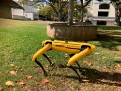 Spot, a robotic Honolulu police dog, stands outside department headquarters during a demonstration to reporters Friday May 14, 2021.