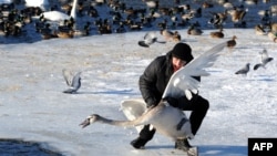 An ornithologist catches a swan on Lake Drozdy near the Belarus capital Minsk, on January 23, 2014, to ring the bird for its future identification. 