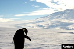 FILE - A foraging Emperor penguin preens on snow-covered sea ice around the base of the active volcano Mount Erebus, near McMurdo Station, the largest U.S. Science base in Antarctica, December 9, 2006. (REUTERS/Deborah Zabarenko)