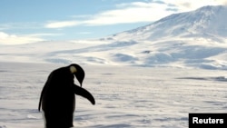 FILE - A foraging Emperor penguin preens on snow-covered sea ice around the base of the active volcano Mount Erebus, near McMurdo Station, the largest U.S. Science base in Antarctica, December 9, 2006. REUTERS/Deborah Zabarenko