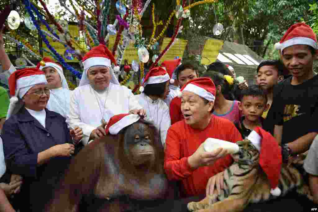 2017年12月21日，菲律宾马尼拉北部的马拉邦市，马拉博动物园，天主教修女给猩猩(oranggutan)戴上圣诞老人的帽子，马拉博动物园的创始人曼尼&middot;唐科给孟加拉虎(Bengal tiger) 喂奶。曼尼&middot;唐科为大约200名孤儿举办&ldquo;圣诞动物快乐&rdquo;活动，强调&ldquo;圣诞节也是动物的节日&rdquo;。