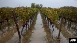 ARCHIVO - Esta vista general muestra las inundaciones en un viñedo en Portets, suroeste de Francia, el 3 de noviembre de 2023, después de que la tormenta Ciaran azotara Europa Occidental.