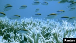 Corals and fish are seen at Australia's Great Barrier Reef (file photo).