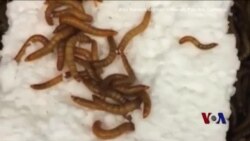 黄粉虫有助于降解塑料垃圾