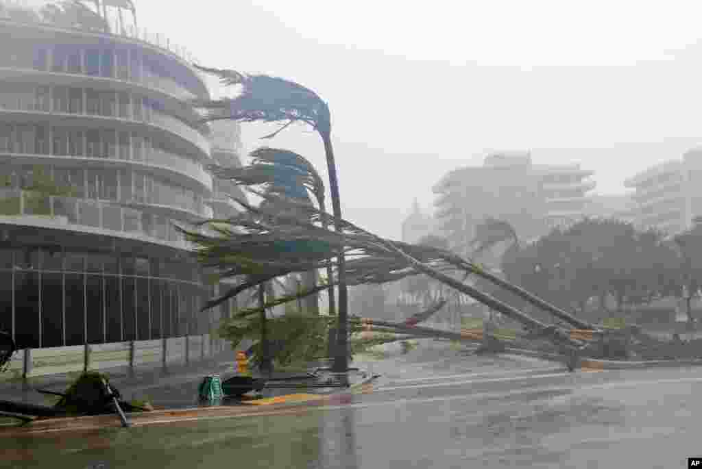 Recently planted palm trees lie strewn across the road as Hurricane Irma passes by in Miami Beach, Floria, Spet. 10, 2017.