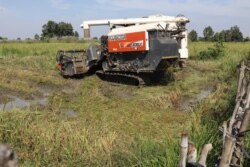 កសិករ​ជួល​ម៉ាស៊ីន​ច្រូត ប្រមូលផល​ស្រូវ​របស់​ពួកគេ ក្នុង​ឃុំព្រែកជីក ស្រុករុក្ខគិរី ខេត្តបាត់ដំបង កាលពី​ថ្ងៃទី១៥ ខែធ្នូ ឆ្នាំ២០២១។ (ស៊ុន ណារិន/វីអូអេ)