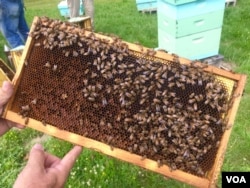 Bees at a thriving bee yard near Beckley, West Virginia. (J.Taboh/VOA)