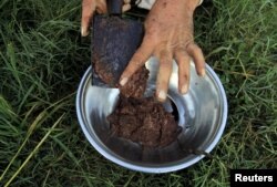 FILE - Raw opium from a poppy head is seen at a poppy farmer's field on the outskirts of Jalalabad, afghanistan.