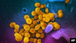 This image made by the U.S. National Institutes of Health in February 2020 shows the Novel Coronavirus SARS-CoV-2, yellow, emerging from the surface of cells, blue/pink, cultured in the lab. Also known as 2019-nCoV, the virus causes COVID-19. 