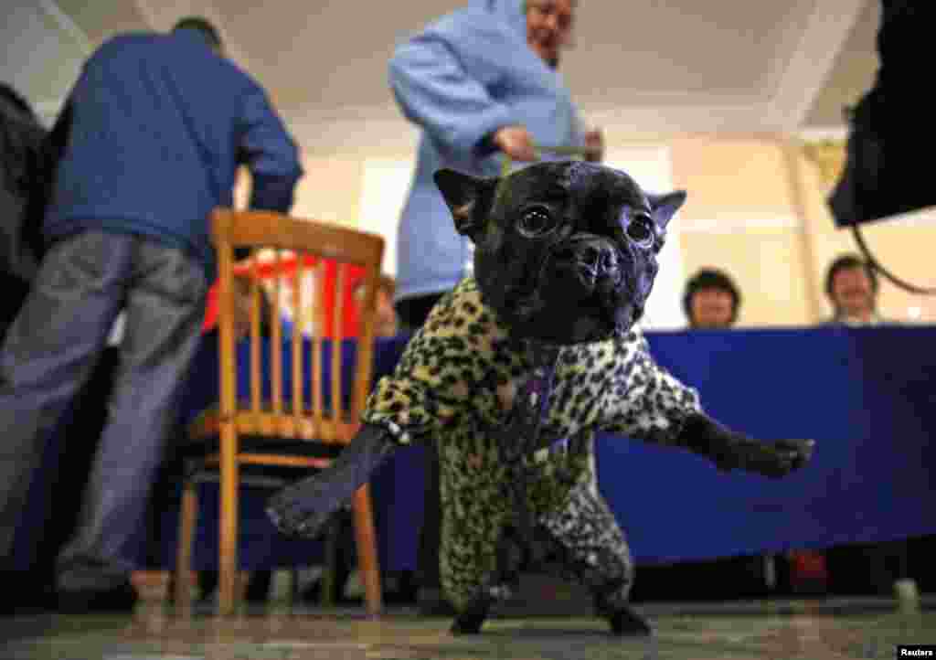 A woman holds her dog inside a polling station during the referendum on the status of Ukraine's Crimea region in Sevastopol, Crimea, Ukraine, March 16, 2014.