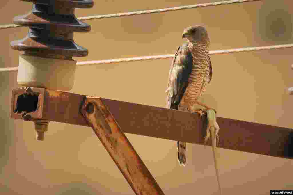 Teyr û Balindeyên Per Nexşîn li Herêma Wanê