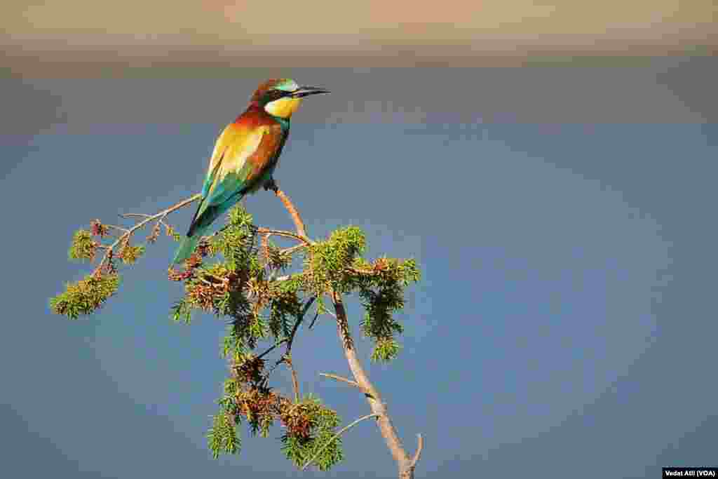 Teyr û Balindeyên Per Nexşîn li Herêma Wanê