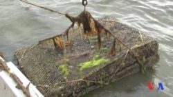 Tramp: Ekologiya uchun mablag'ni kesamiz