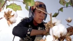 O'zbekistonda o'qituvchilar, shifokorlar yana paxtaga olib chiqilyapti