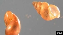 New Zealand mudsnails - Potamopyrgus antipodarum, undated USGS photo