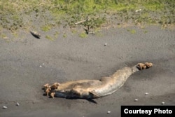 Bears feeding on a fin whale carcass in Larson Bay, Alaska, near Kodiak. (Credit: NOAA)
