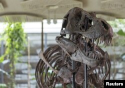 اسکلت فسیل‌شده یک «تیرانوسوروس رکس» به نام «ترینیتی» در حراجخانه «کولر» زوریخ، سوئیس - ۲۹ مارس ۲۰۲۳