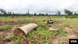 ព្រៃឈើត្រូវបានកាប់ដើម្បីធ្វើដីសម្បទាននៅក្នុងខេត្តរតនគីរីនៃប្រទេសកម្ពុជានៅថ្ងៃទី២៦ ខែសីហា ឆ្នាំ២០១៤។ (នូវ ពៅលក្ខិណា VOA)