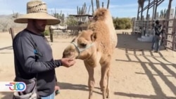 Paseos en camellos son una de las atracciones turísticas de mayor demanda en playas del pacífico mexicano