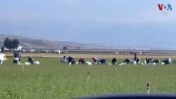 ការបណ្តេញចេញធ្វើឱ្យមានភាពមិនប្រាកដប្រជាសម្រាប់កម្មករកសិដ្ឋាននិងអ្នកដាំដុះនៅរដ្ឋ California