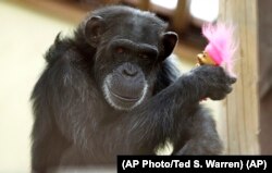 Foxie, a chimp who lives at Chimpanzee Sanctuary Northwest in Washington state, holds a "troll" doll on Aug. 8, 2016. (AP Photo/Ted S. Warren)