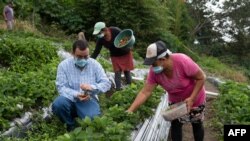 ARCHIVO - La seguridad alimentaria y fuentes de empleo en el sector agrícola con valor agregado es clave para el Triángulo Norte dado que gran parte de las migraciones irregulares a Estados Unidos provienen de áreas rurales. 