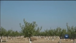 Посуха у Каліфорнії: експерти й урядовці досліджують способи поповнити запаси підземних вод. Відео