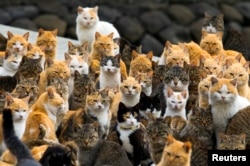 If you want to visit a remote corner of the world, try Japan's Aoshima Island. Rumor has it that cats rule the fishing island. (Reuters 2015.)