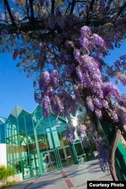 Flowers bloom on campus at Santa Clara University in Santa Clara, California.