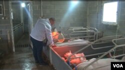 Igor Jočinac na svojoj farmi svinja u opštini Štrpce na Kosovu