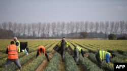 資料照 - 2022 年 3 月 15 日，來自羅馬尼亞的移民工人將採摘的水仙花打包，準備運往英格蘭東部霍爾比奇附近的一個農場。