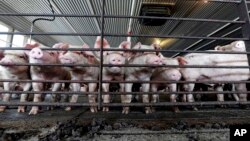 资料照：美国伊利诺伊州一家养猪场