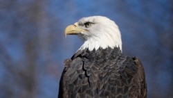 Quiz - The Bald Eagle Is Officially the National Bird of the U.S.