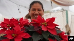 El ícono universal de la Navidad es originario de México, donde la flor es comúnmente conocida como "la flor de Nochebuena". Su nombre en náhuatl es "cuetlaxochitl".