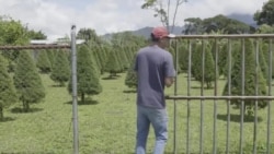 Agricultores en Panamá son pieza clave de los símbolos típicos de la Navidad