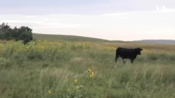 Профил на Тим Волц, демократскиот кандидат за потпретседател на САД