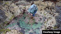 UC Davis Professor Eric Sanford looks at a tidepool full of giant green anemones, a common species to the area, on the Bodega Marine Reserve. (Jackie Sones/UC Davis)