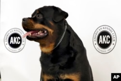 Talos, a Rottweiler, poses for photos as the American Kennel Club's breed rankings are announced in New York, March 21, 2017. At No. 8, the Rottweiler posted its highest ranking in almost 20 years.