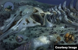 Artist recreation of ocean-bottom ecosystem that grows on whale falls. (Credit: Michael Rothman)