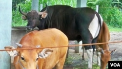 Pejantan Banteng Jawa yang bernama Matos (warna hitam).