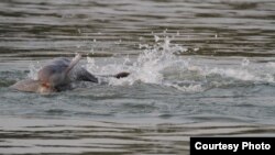 Dolphin baby and her mother raised by WWF in Mekong river, Cambodia (Courtesy: WWF)