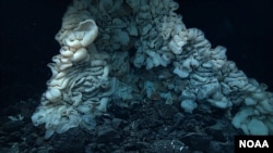 Sponge the Size of Minivan Found in Hawaiian Waters