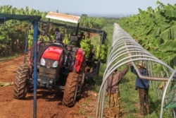 Farmers transfer fresh cut bananas on a tractor in Ou Reang Ov district, Tboung Khmum province, Cambodia, on July 23, 2020. (Sun Narin/VOA Khmer)