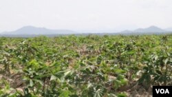 A cassava farm owned by HLH Agriculture Cambodia, in Kampong Speu province, Cambodia, August 27, 2018. (Sun Narin/VOA Khmer)
