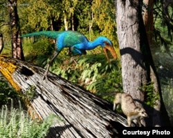 The bird-like Troodon lived in North America 77 million years ago. Illustration by Julius Csotony, University of Calgary