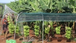 រូបឯកសារ៖ កម្មករ​ធ្វើការ​ក្នុង​ចម្ការ​ចេក ប្រមូល​ និងដឹក​ទិន្នផល​ចេក​ ទៅ​រោងចក្រ​វេច​ខ្ចប់​ផលិតផល​ចេក​ នាំ​ចេញ​ទៅ​ប្រទេស​ចិន​ ក្នុងខេត្ត​កំពង់ចាម​ ទី​២៣ ខែ​កក្កដា​ ឆ្នាំ​២០២០។​ (ស៊ុន ណារិន/វីអូអេ)