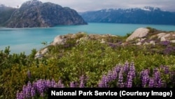 A fjord in Glacier Bay National Park