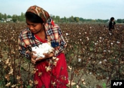 Vatandagi manzara: Toshkentda hosilni pullashga hozirlik qizg’in
